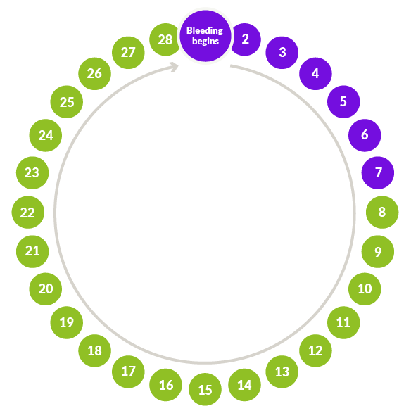 menstrual cycle